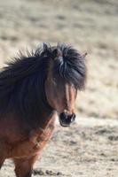 Gesicht eines isländischen Pferdes der dunklen Bucht foto