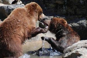 Wrestling-Grizzlybären in einem seichten Fluss foto