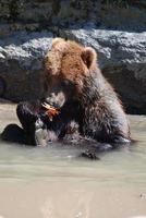 Grizzlybär spielt mit einem Ahornblatt, während er im Wasser sitzt foto