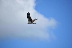 Schöner Raubvogel, der während der Jagd in den Himmel fliegt foto