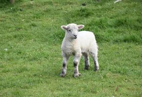 Kostbares weißes Lamm, das im Frühjahr auf einem Feld steht foto