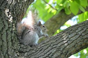 entzückendes Eichhörnchen, das in einem Baum sitzt foto