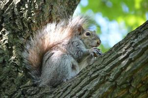 graues eichhörnchen, das in der krumme eines baumes sitzt foto