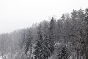 Wald im Winter foto