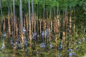 Spiegelung im Wasser foto