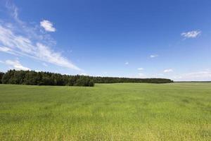 Sommerlandschaft, Feld foto