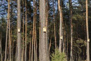neue Vogelhäuschen aus Holz foto
