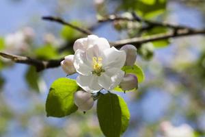 blühende Blumen, Nahaufnahme foto