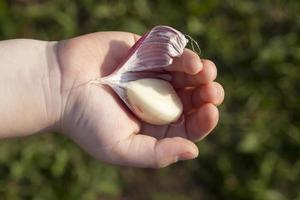 geschälter Knoblauch, Nahaufnahme foto