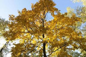 vergilbte Ahornbäume im Herbst foto