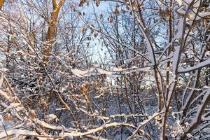 Äste von Bäumen in der Schneenahaufnahme foto