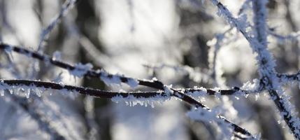 Wintersaison. Foto