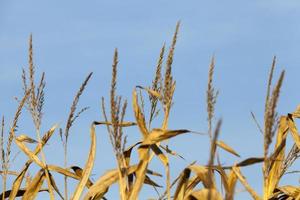 Maisfeld im Herbst foto