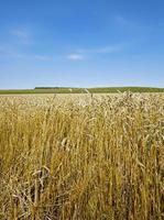 ein landwirtschaftliches Feld, auf dem Getreide angebaut wird foto