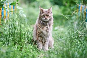 Maine-Coon-Katze im Garten foto