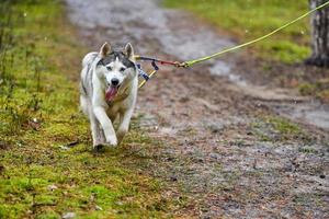 Langlauf-Schlittenhunderennen im Trockenland foto