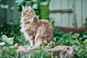Maine-Coon-Katze im Gartengrundstück foto