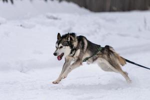 Schlittenhunderennen. Husky-Schlittenhundegespann im Geschirrlauf und Zughundefahrer. Wintersport-Meisterschaftswettbewerb. foto