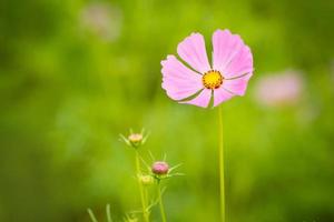 schöne kosmos blumen. foto