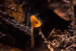 Pilze orange Pilzbecher. foto