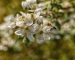 Biene schwebt über Blüte foto