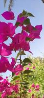 Bougainvilla Spectabilis, Tapete, schöne Blume, schöne Blume, Schönheit der Natur foto