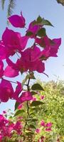 Bougainvilla Spectabilis, Tapete, schöne Blume, schöne Blume, Schönheit der Natur foto