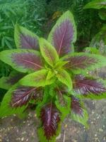 amaranthus tricolor, tapete, schöne natur foto