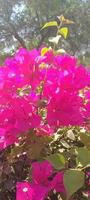 Bougainvilla Spectabilis, Tapete, schöne Blume, schöne Blume, Schönheit der Natur foto