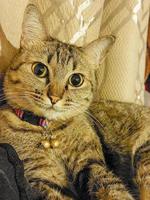 eine einheimische Katze mit zwei Glocken am Hals. foto