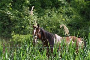 ein Pferd, das auf einem üppigen grünen Feld steht foto