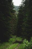 Waldweg-Szene. Waldfelsenpfad Wald im Nebel. Landschaft mit Bäumen, bunter grüner und blauer Nebel. Naturhintergrund. dunkler Nebelwald. wechsel der jahreszeiten konzept foto