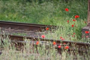 rote Mohnblumen am Bahnhof foto