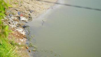 Schlange im Wasserbild foto