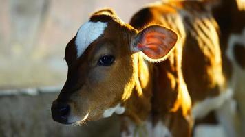 das braun-weiße niedliche kalb. foto