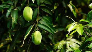 Grüne Mango, die am Baum hängt foto