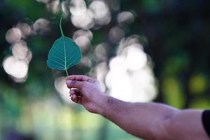 ein Blatt in der Hand halten. foto