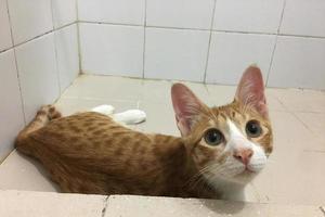 Orange gestromte Katze, die sich in der Toilette hinlegt foto