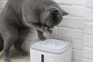 graue katze benutzt seine hand, um wasser zu trinken foto