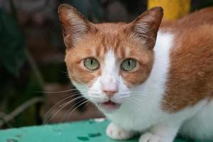 orange getigerte Katze, die in die Kamera schaut und spricht foto