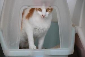 Orange gestromte Katze, die aus ihrer Katzentoilette geht und in die Kamera schaut foto