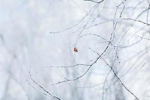 Winterkalte Zusammensetzung. foto