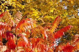 mehrfarbiger roter gelber Baum foto