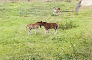 kleine Fohlenweide foto