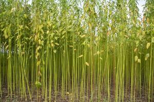 grünes juteplantagenfeld. rohe jutepflanze textur hintergrund. Dies ist die sogenannte goldene Faser in Bangladesch foto