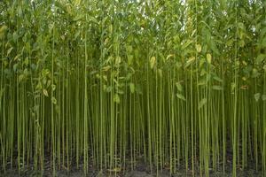grünes juteplantagenfeld. rohe jutepflanze textur hintergrund. Dies ist die sogenannte goldene Faser in Bangladesch foto