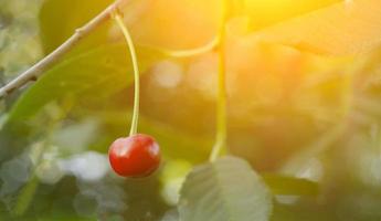 Bei Sonnenuntergang hängt eine Kirschbeere im Garten foto