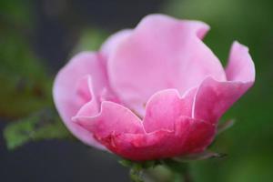 eine Nahaufnahme einer Camellia japonica foto