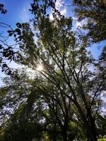 schöner sonnenschein unter den bäumen in miskolc foto