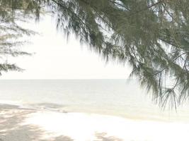 grüne blätter bäume auf dem gras am sonnigen strand foto